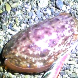 石津浜コウイカエギング、その後湾内に移動太刀魚釣り